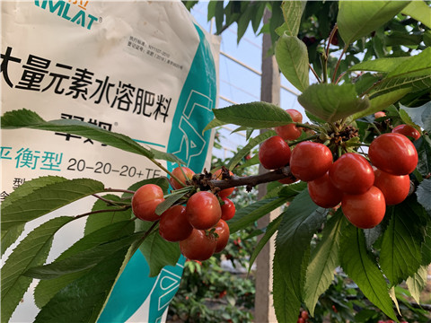 大量元素水溶肥，拉姆拉，翠姆