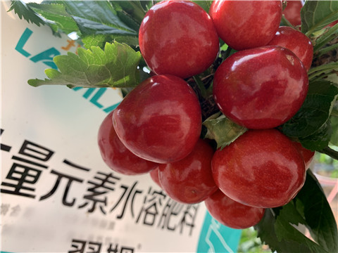 大量元素水溶肥，拉姆拉，翠姆