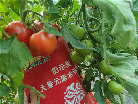 水溶肥，拉姆拉，伯示麥