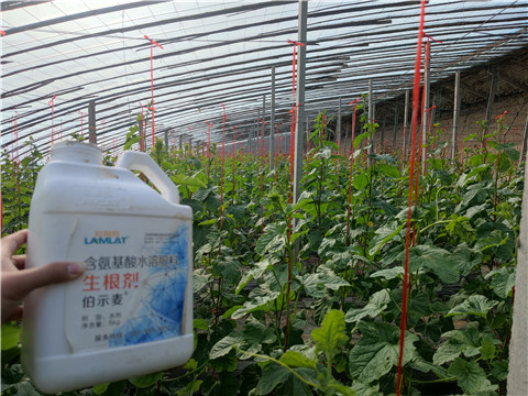 水溶肥，拉姆拉，翠姆