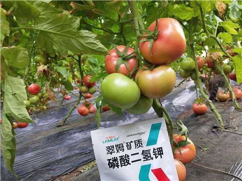 磷酸二氫鉀，拉姆拉，翠姆