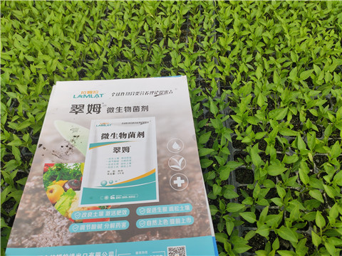 水溶肥，拉姆拉，翠姆