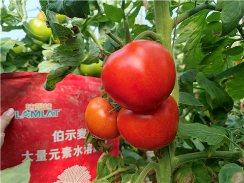 水溶肥，拉姆拉，伯示麥 