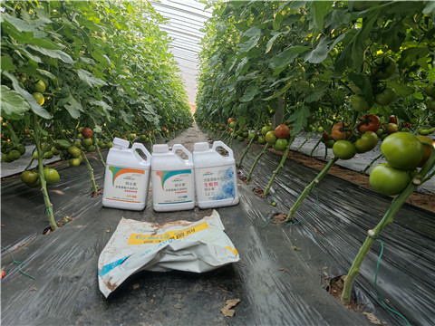 水溶肥，拉姆拉，伯示麥 