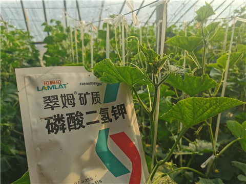 水溶肥，拉姆拉，翠姆