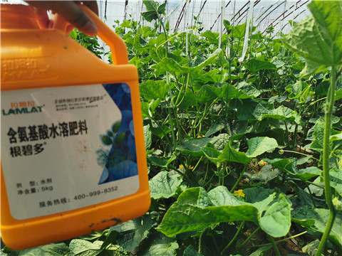 水溶肥，拉姆拉，翠姆