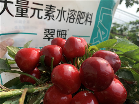 水溶肥，拉姆拉，翠姆