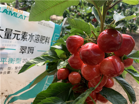 水溶肥，拉姆拉，翠姆