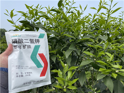 葉面肥，拉姆拉，翠姆