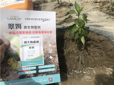 辣椒，拉姆拉，翠姆