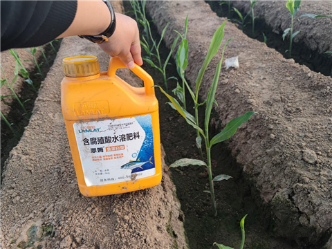 大姜，拉姆拉，翠姆