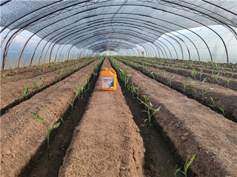 大姜，拉姆拉，翠姆