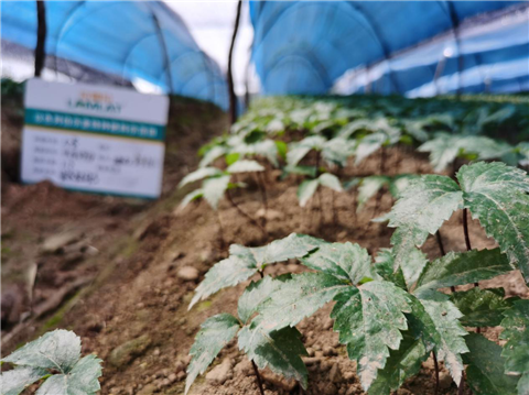 水溶肥，拉姆拉，翠姆