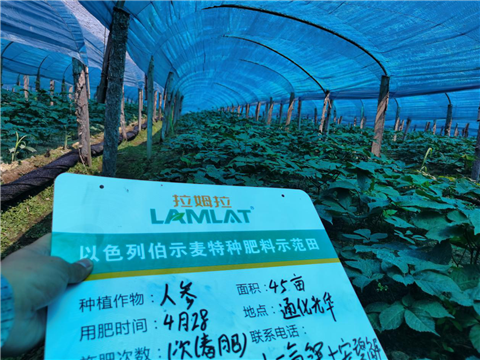 水溶肥，拉姆拉，翠姆