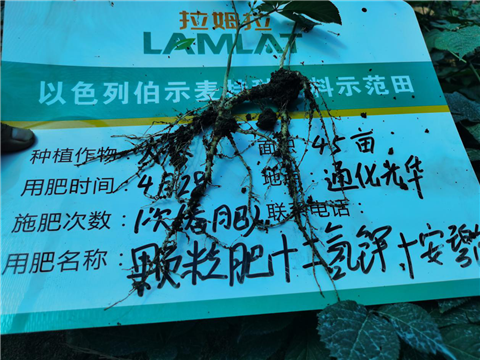 水溶肥，拉姆拉，翠姆