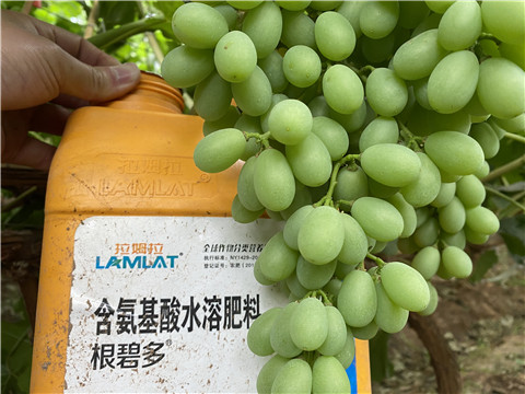 生根劑，翠姆，拉姆拉