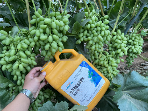 生根劑，翠姆，拉姆拉