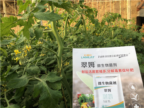 微生物菌劑，翠姆，拉姆拉