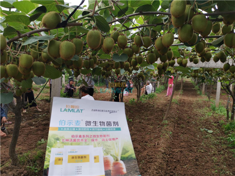 生根劑，翠姆，拉姆拉