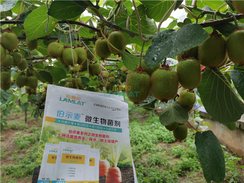 生根劑，翠姆，拉姆拉