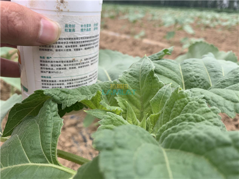 水溶肥，翠姆，拉姆拉