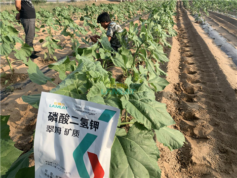 水溶肥，翠姆，拉姆拉