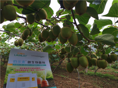 水溶肥，伯示麥，拉姆拉