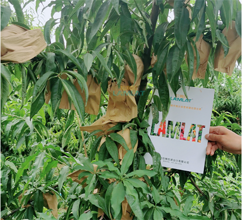 水溶肥，翠姆，拉姆拉