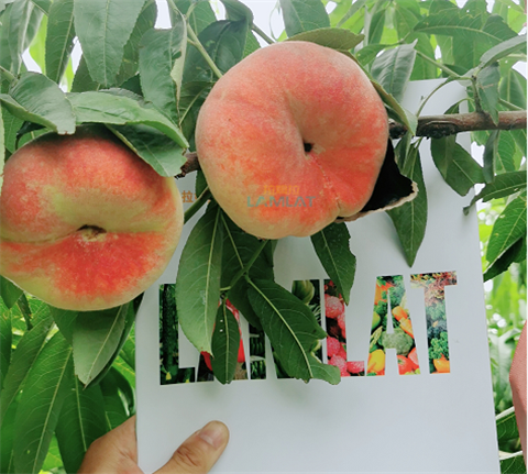 水溶肥，翠姆，拉姆拉