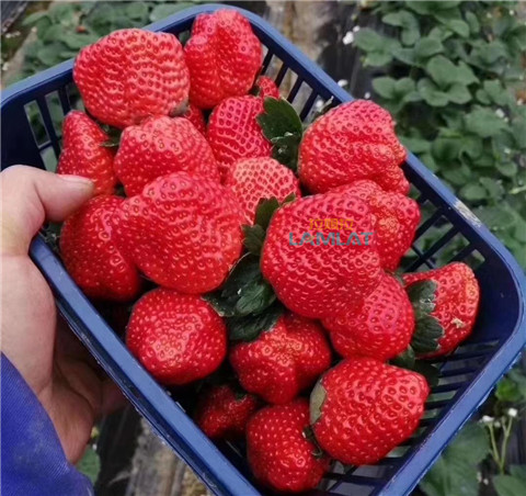 鈣肥，翠姆，拉姆拉