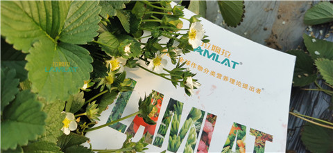 鈣肥，翠姆，拉姆拉