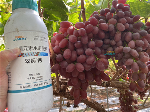 鈣肥，翠姆，拉姆拉