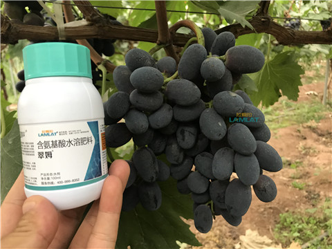 鈣肥，翠姆，拉姆拉