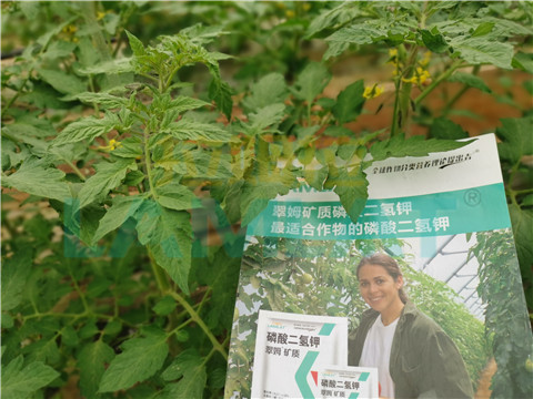 水溶肥，翠姆，拉姆拉