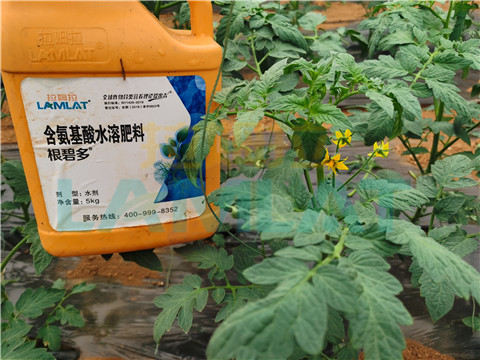 水溶肥，翠姆，拉姆拉