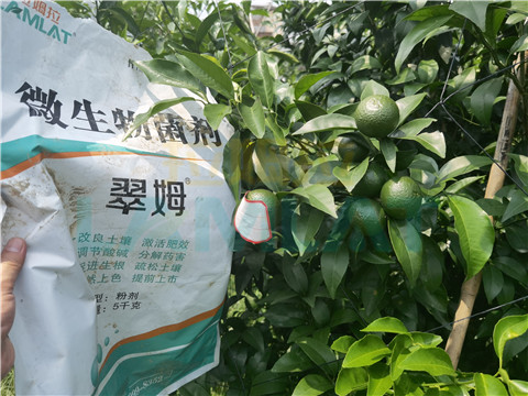 微生物菌劑，翠姆，拉姆拉