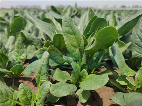 水溶肥，翠姆，拉姆拉