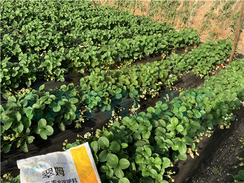 水溶肥，翠姆，拉姆拉