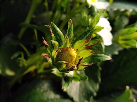 鈣肥，翠姆，拉姆拉