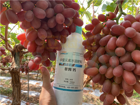 鈣肥，拉姆拉，翠姆