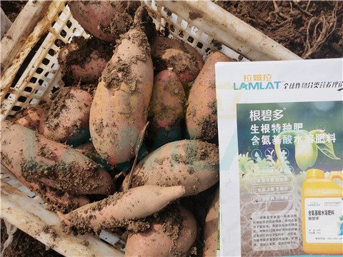 水溶肥，拉姆拉，翠姆