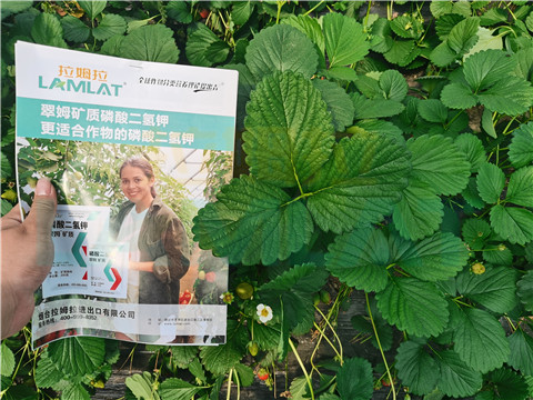 l磷酸二氫鉀，拉姆拉，翠姆