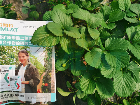 l磷酸二氫鉀，拉姆拉，翠姆