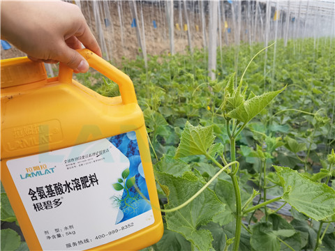 生根劑，拉姆拉，翠姆