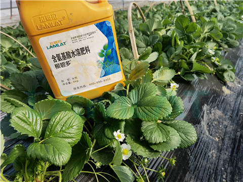 水溶肥，拉姆拉，翠姆