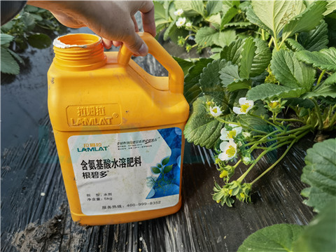 水溶肥，拉姆拉，翠姆