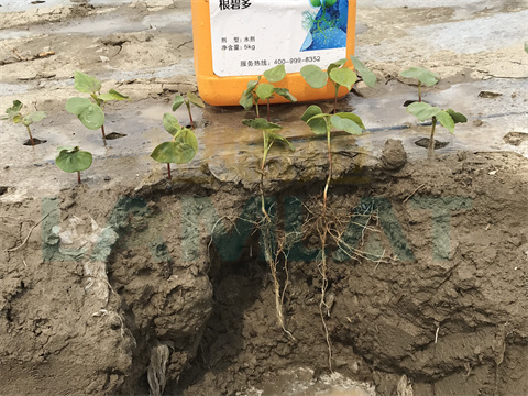 水溶肥，拉姆拉，翠姆