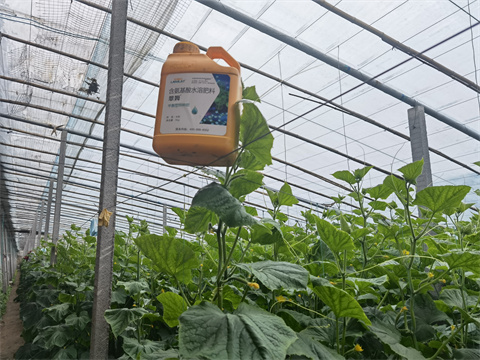 水溶肥，翠姆，拉姆拉