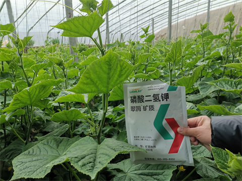 水溶肥，翠姆，拉姆拉