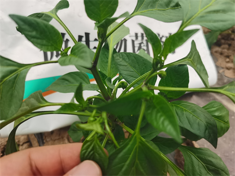 水溶肥，翠姆，拉姆拉